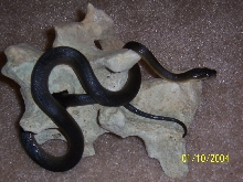Water Python