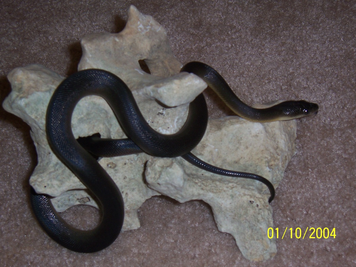 Water Python