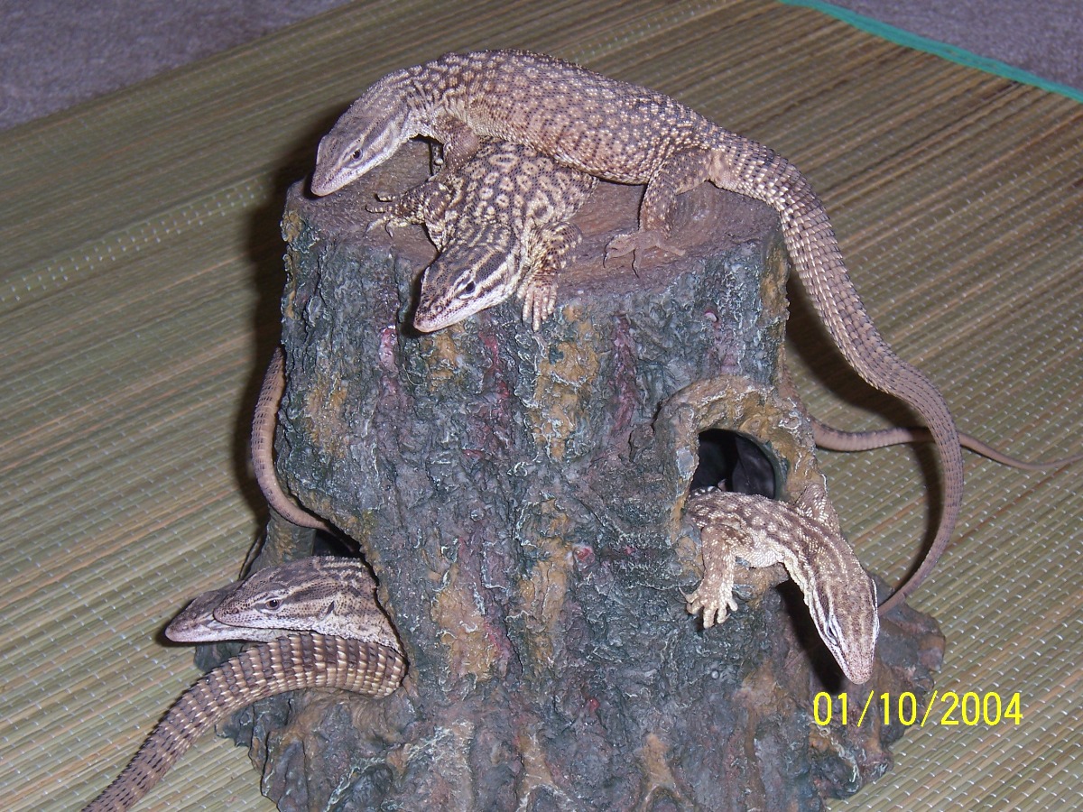 1.4 Yellow Ackies