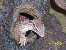 Female Yellow Ackie