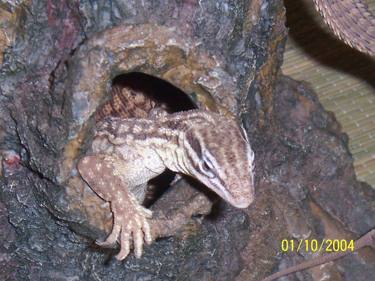 Female Yellow Ackie