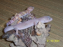 1.2 albino, luecistic, regular