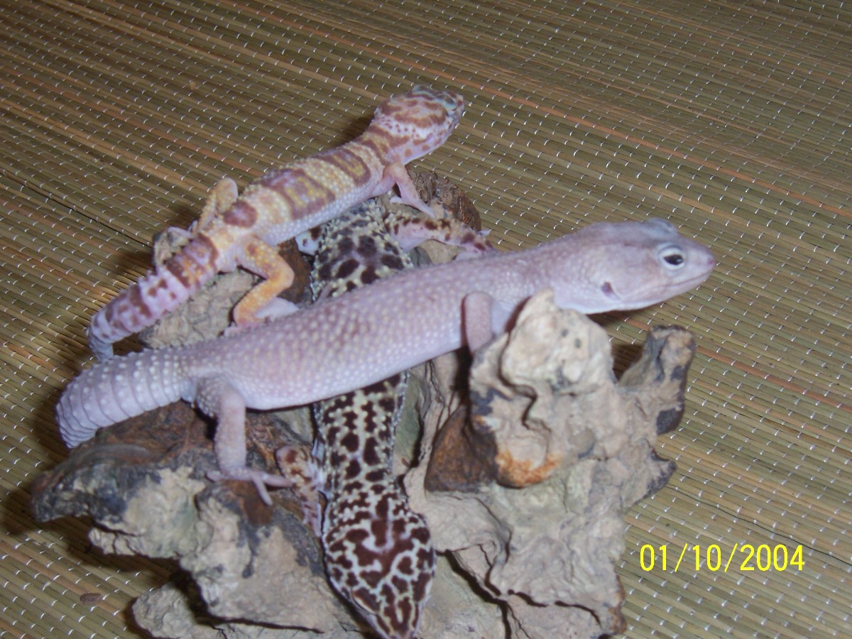 1.2 albino, luecistic, regular
