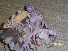 1.3 tangerine, 2 regulars, one albino