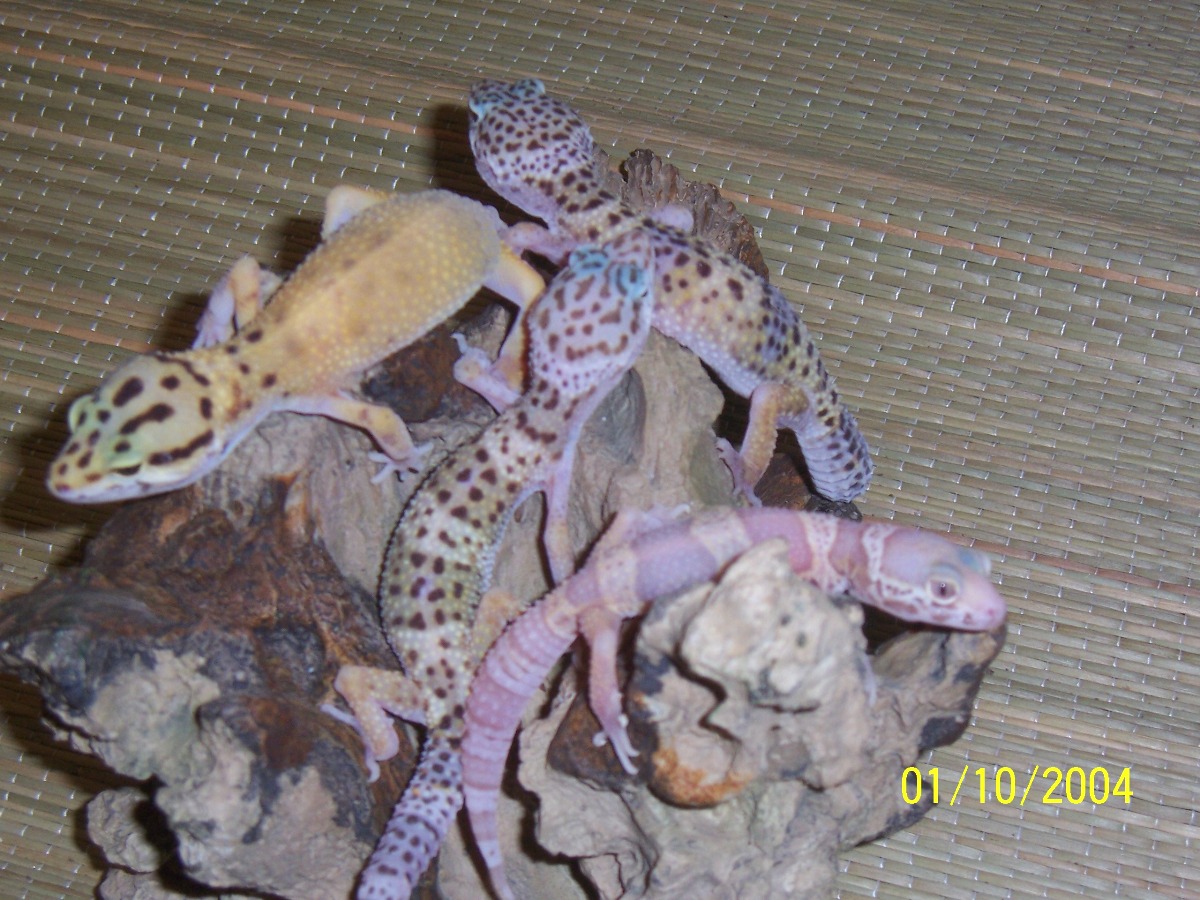 1.3 tangerine, 2 regulars, one albino