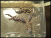 Leopard Trio