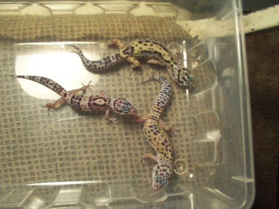 Leopard Trio