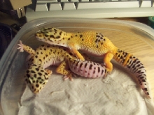 2 breeder girls