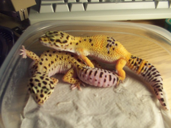 2 breeder girls