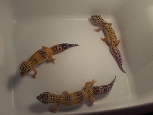 Breeding group 1