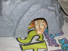 Amaterasu enjoyed a meal a little too much; NOTE rat blood on head