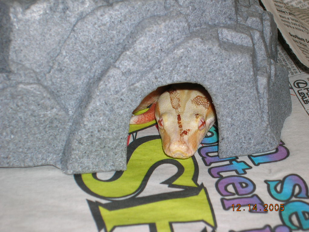 Amaterasu enjoyed a meal a little too much; NOTE rat blood on head