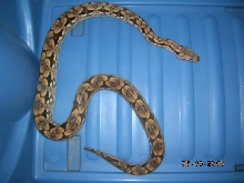Siren; dumerils boa