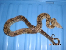 Lucifer, 4 years old