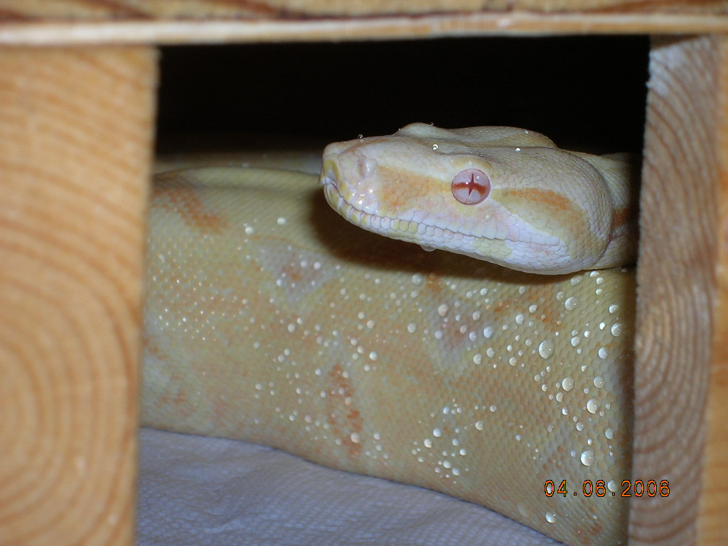 Amaterasu gettin' wet and curious