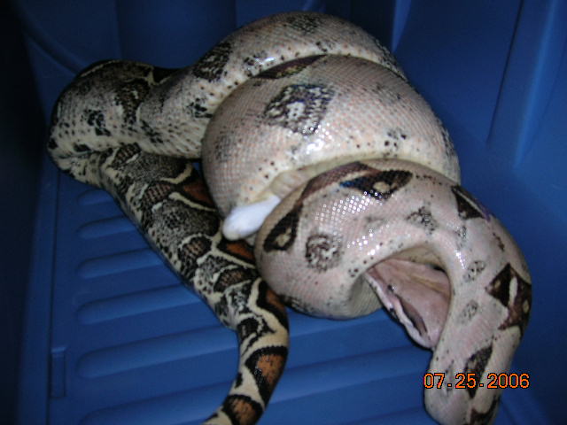 Rain eating her meal