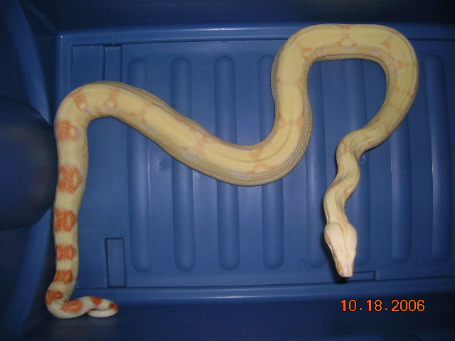 Amaterasu is getting larger