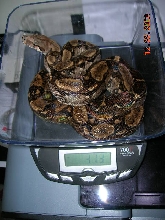 Lucifer just weighed