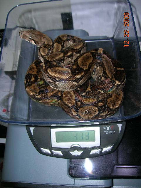 Lucifer just weighed