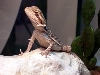 First Shed, First Day