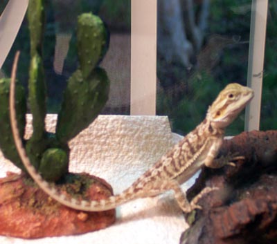 showing off his beautiful tail
