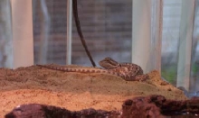 Syd roaming