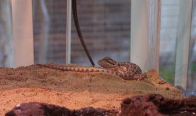 Syd roaming