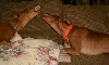Bosch and Elliot