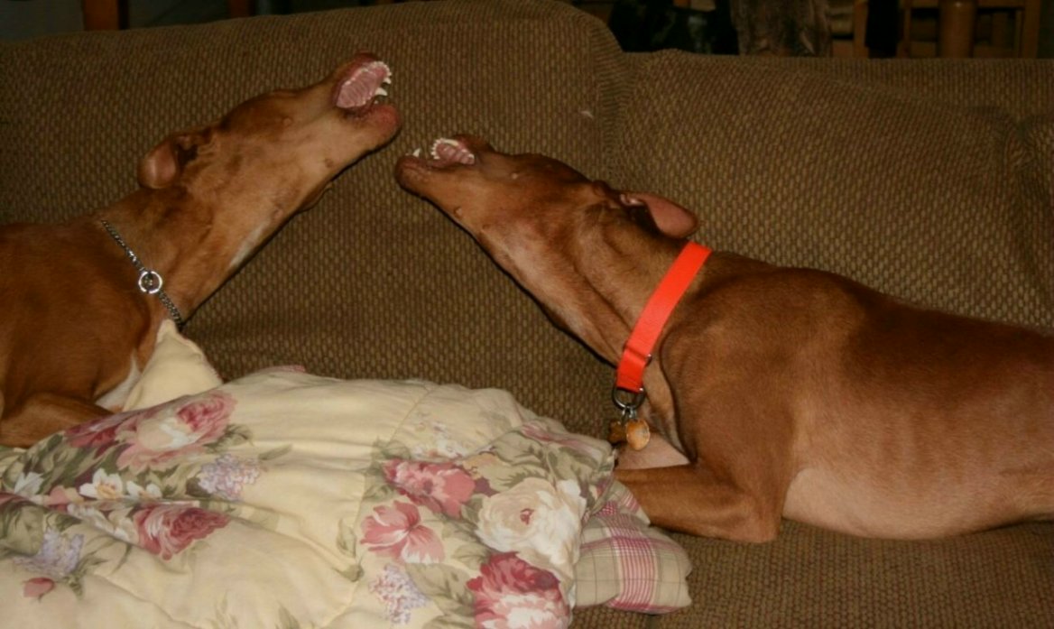 Bosch and Elliot