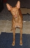 Bosch at 1 year