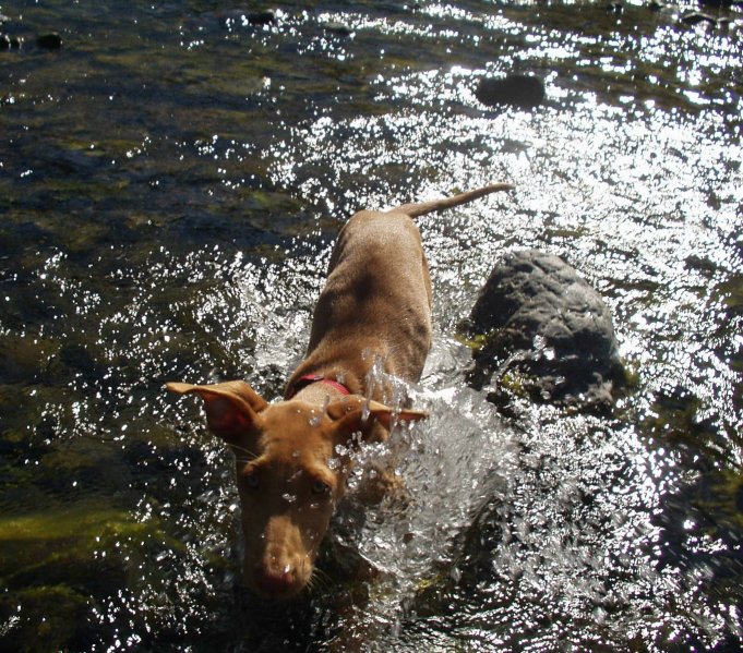 Water lover