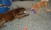 Bosch (puppy) and Cleo