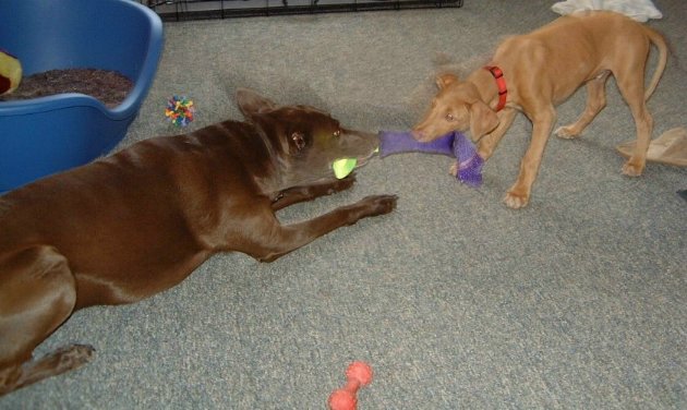 Bosch (puppy) and Cleo