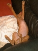 Boschsleep
