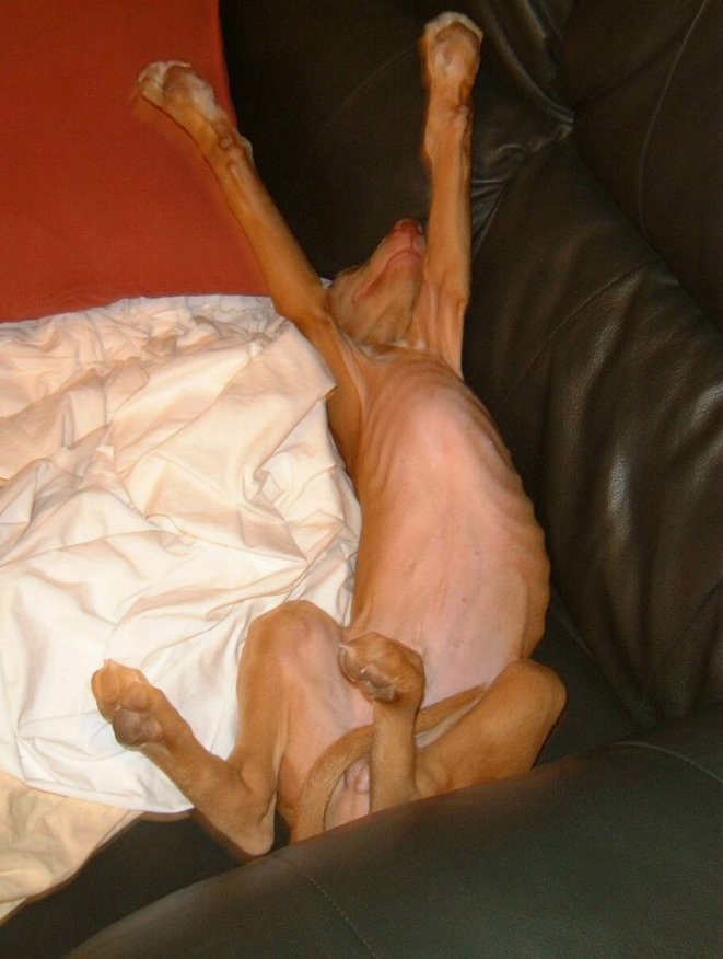 Boschsleep