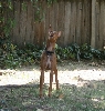 Sonic squirrel hunting