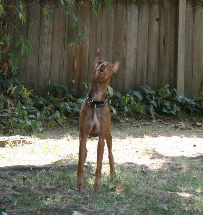 Sonic squirrel hunting