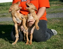 Bosch/Deja pups