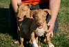Bosch/Deja pups2