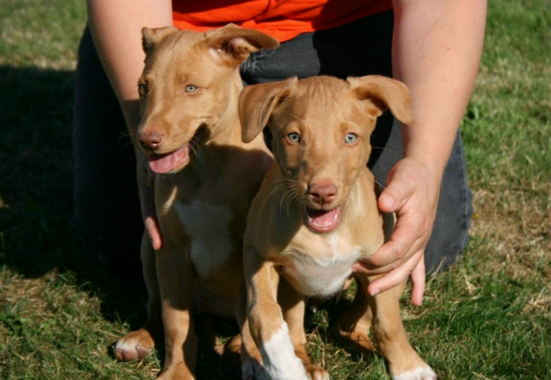 Bosch/Deja pups2