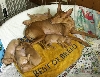 Sarah's pup pics