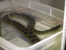 Yellow X Green Anaconda