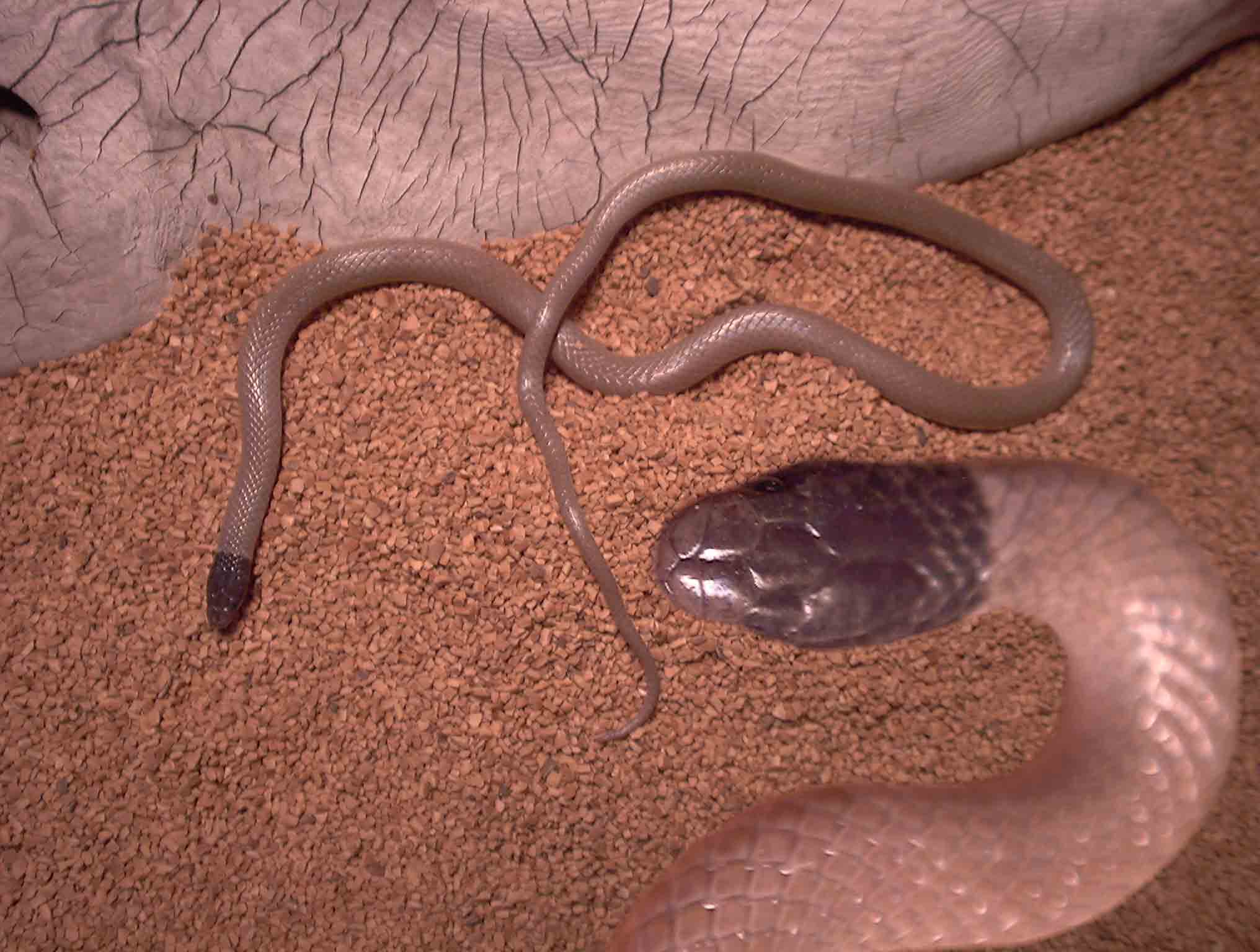tantilla