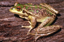 Motorbike frog