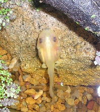 Albino Tadpole (Litoria moorei)