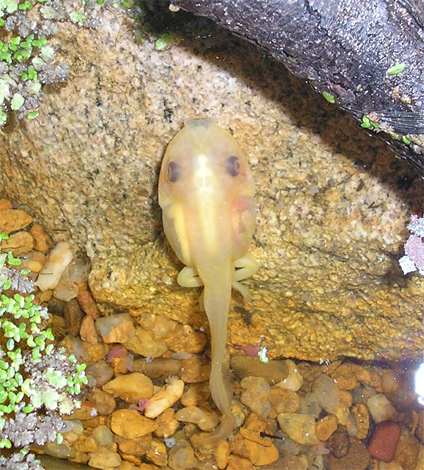 Albino Tadpole (Litoria moorei)