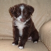 Kit and Kaboodle "Kit" @ 2 months