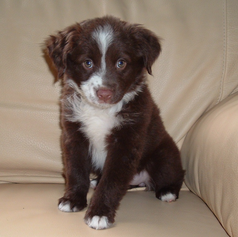 Kit and Kaboodle "Kit" @ 2 months