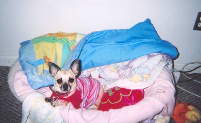 SableBed