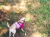 Sable outside